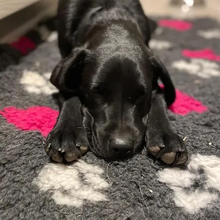 Spacious, Modern For Families In A Shared Family * Dublin