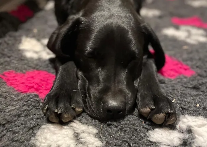 Spacious, Modern For Families In A Shared Family * Dublin